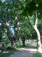 The oak-lined path leading to the church.